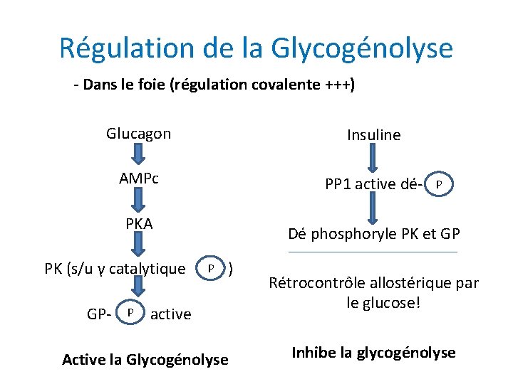 Régulation de la Glycogénolyse - Dans le foie (régulation covalente +++) Glucagon Insuline AMPc