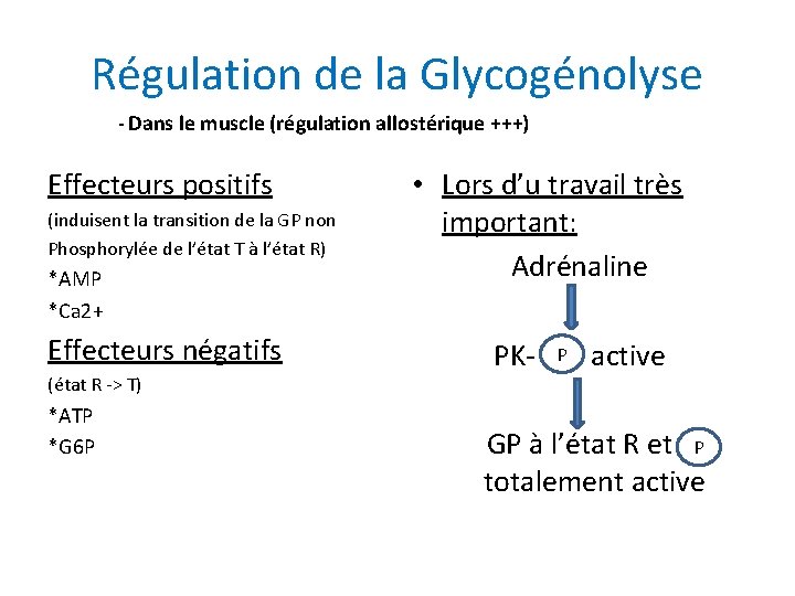 Régulation de la Glycogénolyse - Dans le muscle (régulation allostérique +++) Effecteurs positifs (induisent