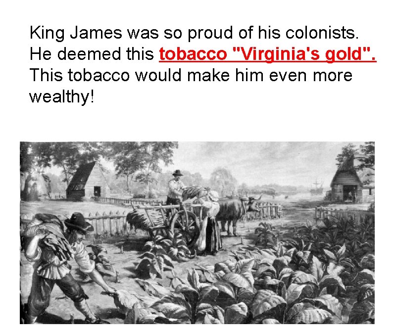 King James was so proud of his colonists. He deemed this tobacco "Virginia's gold".