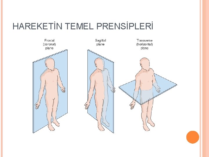 HAREKETİN TEMEL PRENSİPLERİ 
