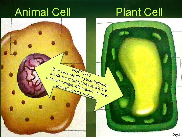Animal Cell Plant Cell Con NU tr insid ols ever CLEUS nucl e a