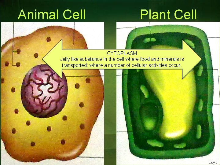 Animal Cell Plant Cell CYTOPLASM Jelly like substance in the cell where food and