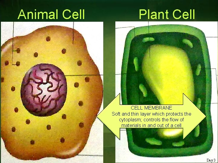 Animal Cell Plant Cell CELL MEMBRANE Soft and thin layer which protects the cytoplasm;