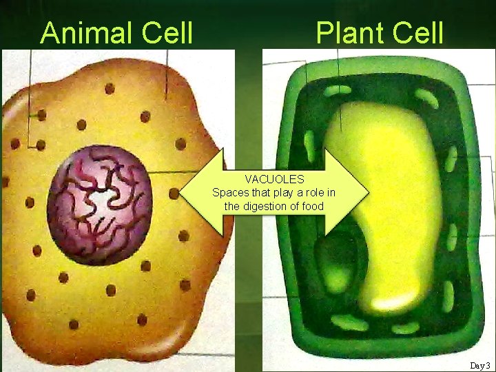 Animal Cell Plant Cell VACUOLES Spaces that play a role in the digestion of