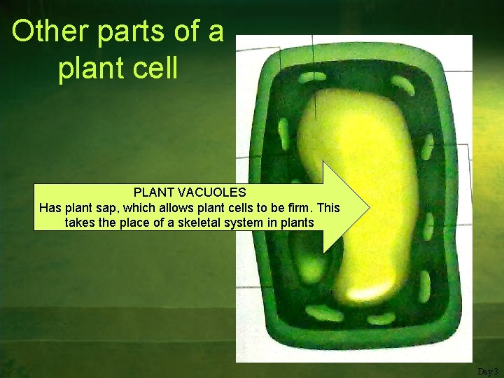 Other parts of a plant cell PLANT VACUOLES Has plant sap, which allows plant