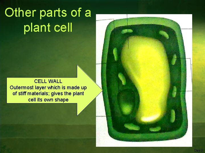 Other parts of a plant cell CELL WALL Outermost layer which is made up