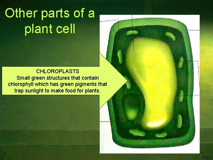 Other parts of a plant cell CHLOROPLASTS Small green structures that contain chlorophyll which