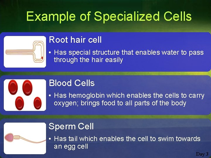 Example of Specialized Cells Root hair cell • Has special structure that enables water