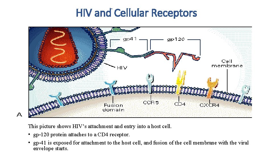 HIV and Cellular Receptors This picture shows HIV’s attachment and entry into a host