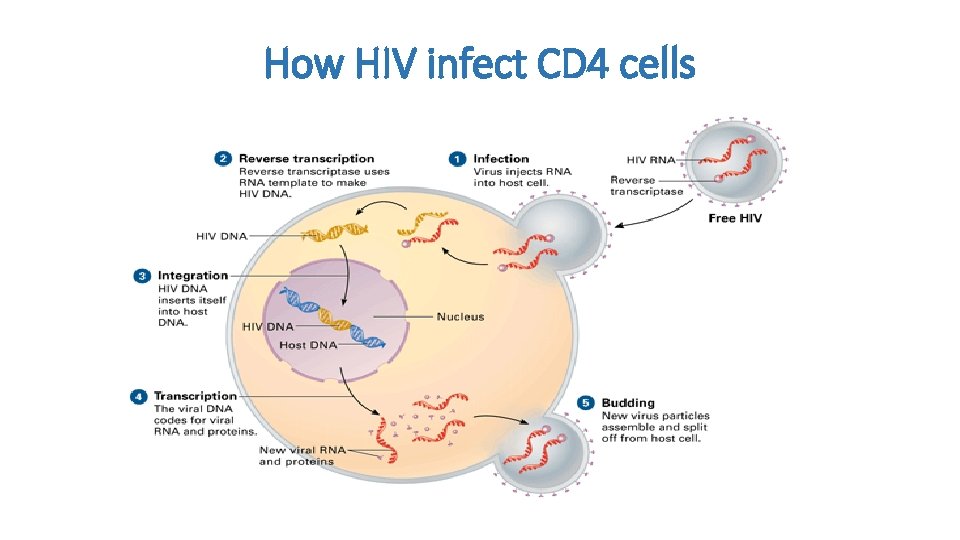 How HIV infect CD 4 cells 