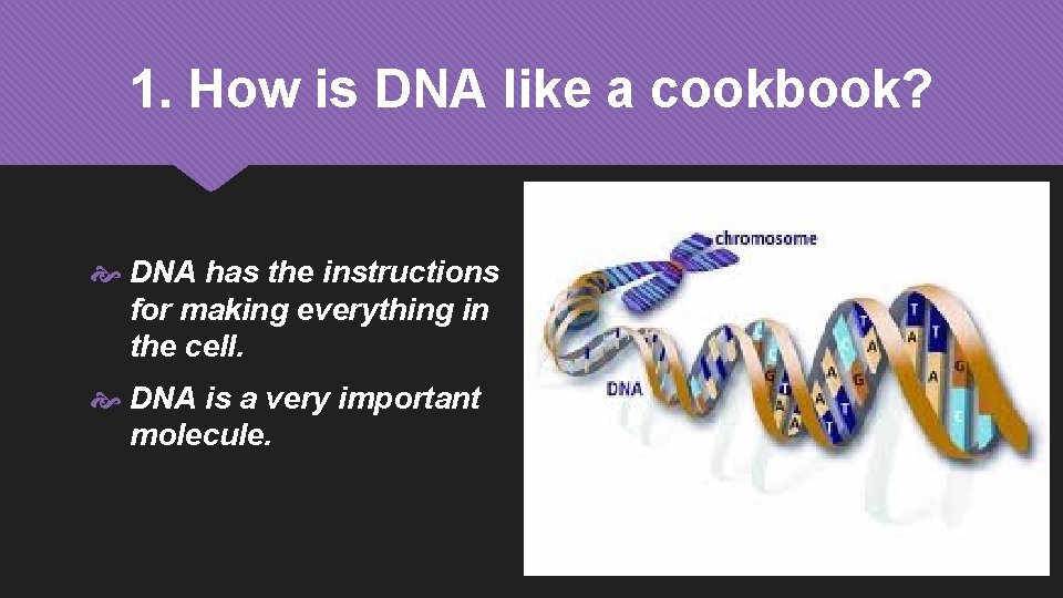 1. How is DNA like a cookbook? DNA has the instructions for making everything