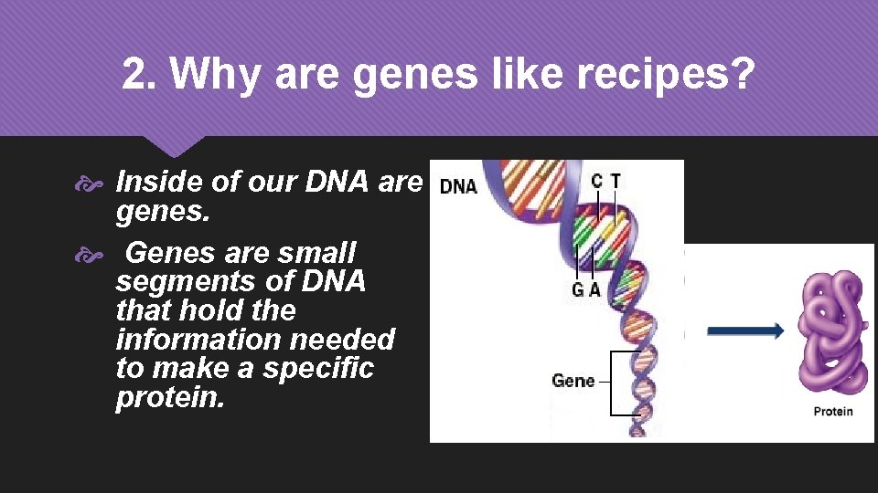 2. Why are genes like recipes? Inside of our DNA are genes. Genes are