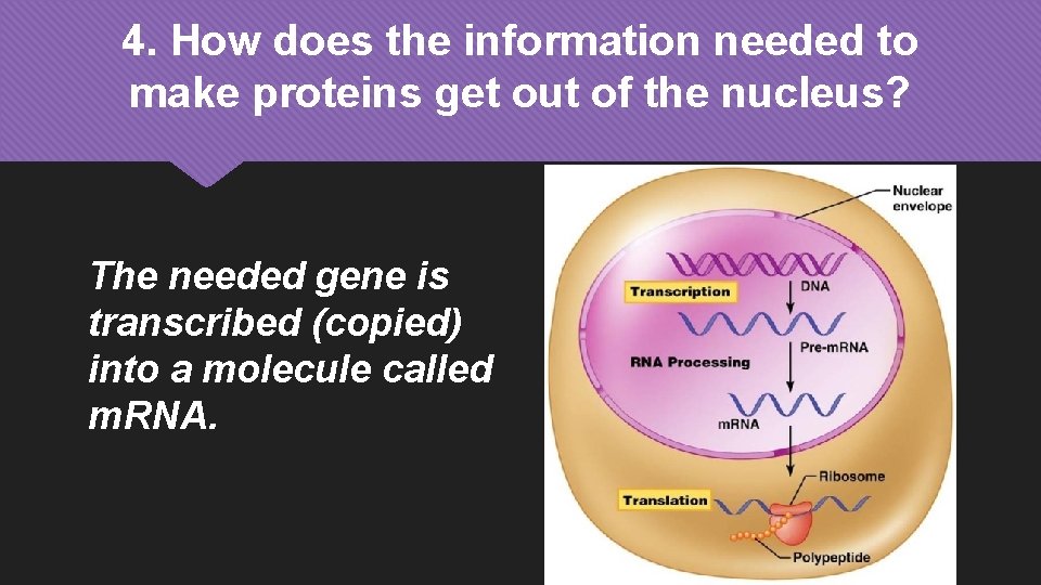 4. How does the information needed to make proteins get out of the nucleus?