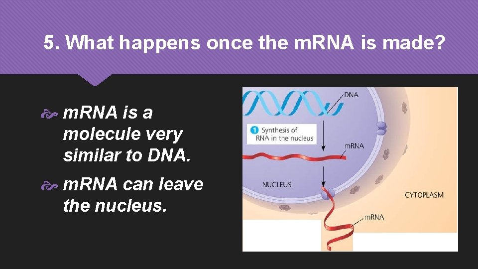 5. What happens once the m. RNA is made? m. RNA is a molecule