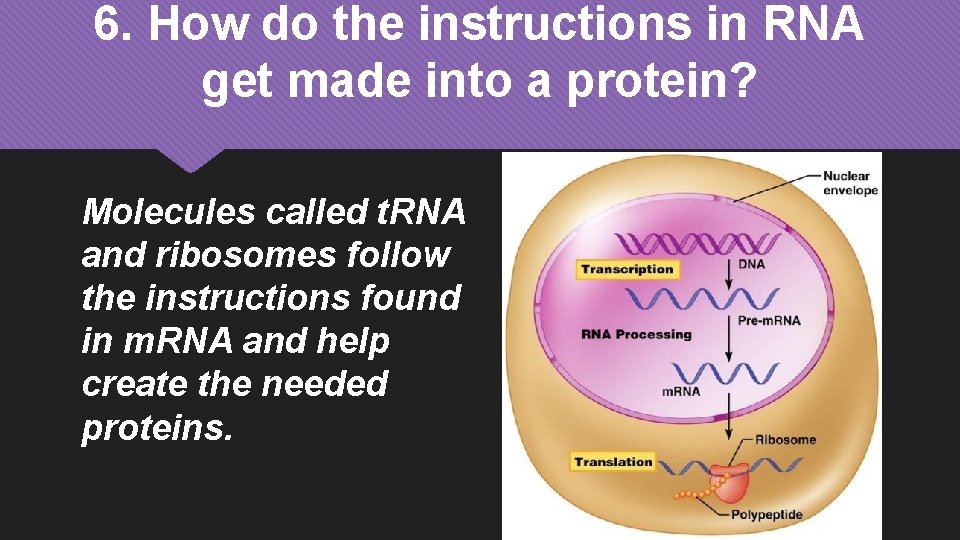 6. How do the instructions in RNA get made into a protein? Molecules called