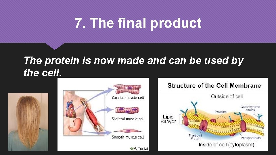 7. The final product The protein is now made and can be used by