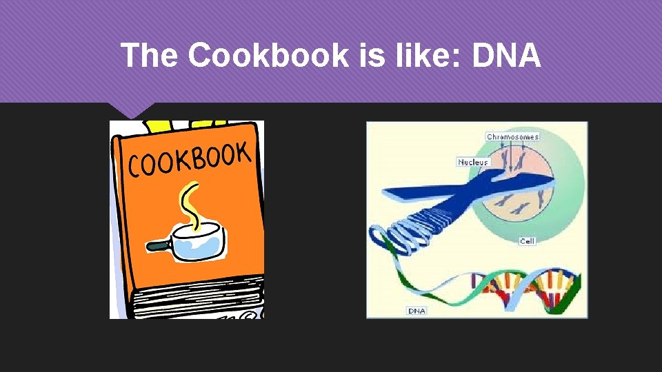 The Cookbook is like: DNA 