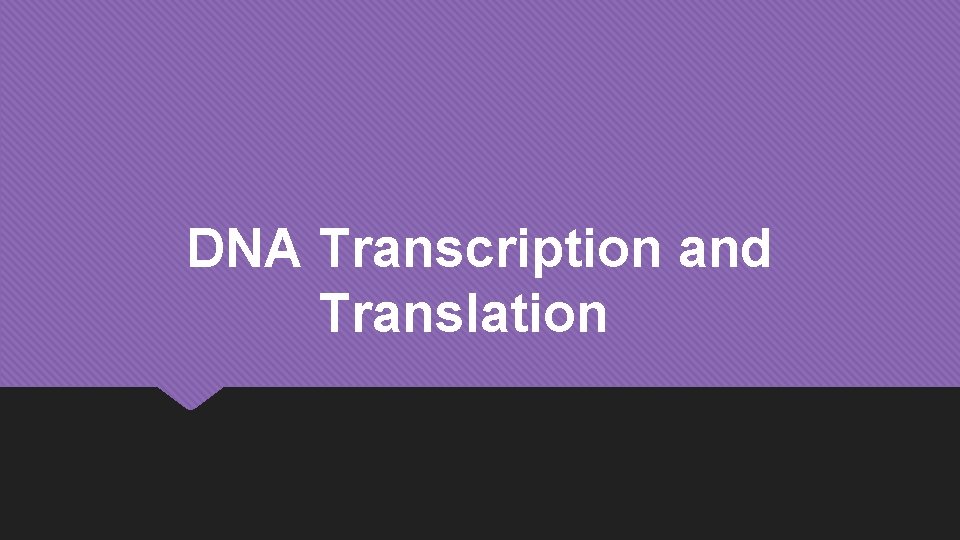 DNA Transcription and Translation 