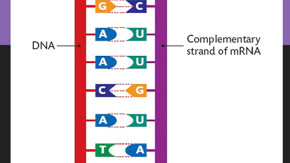 What is the m. RNA Code Sequence? 