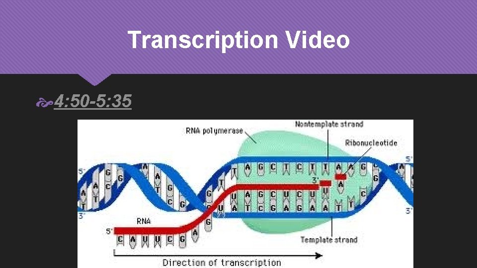 Transcription Video 4: 50 -5: 35 