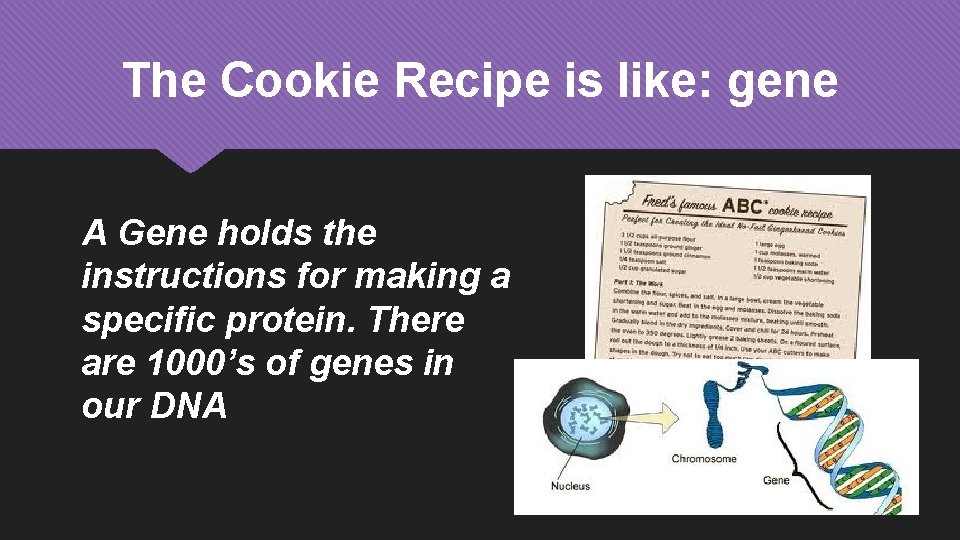 The Cookie Recipe is like: gene A Gene holds the instructions for making a