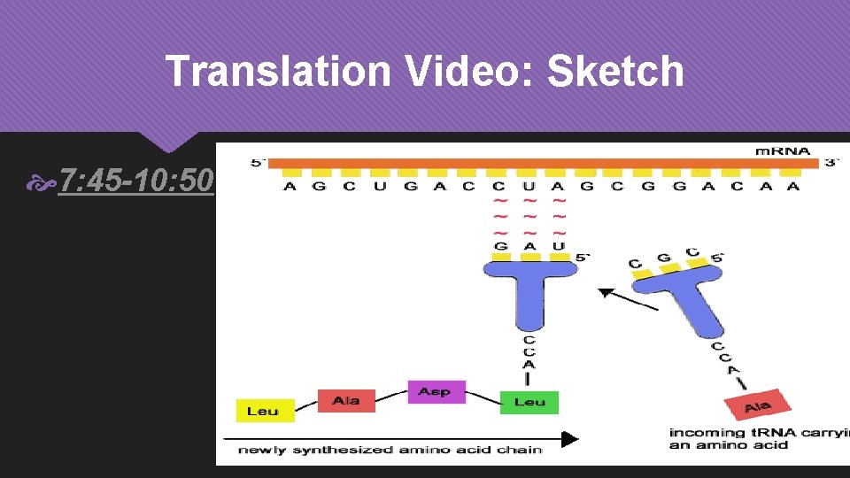 Translation Video: Sketch 7: 45 -10: 50 