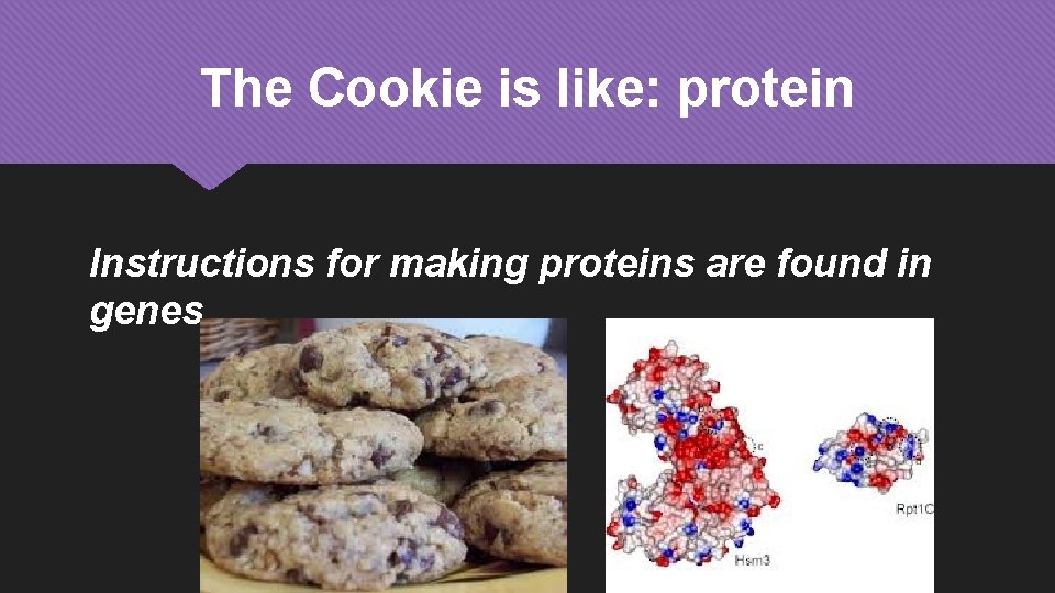 The Cookie is like: protein Instructions for making proteins are found in genes. 