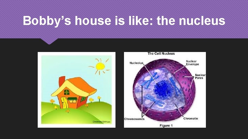 Bobby’s house is like: the nucleus 