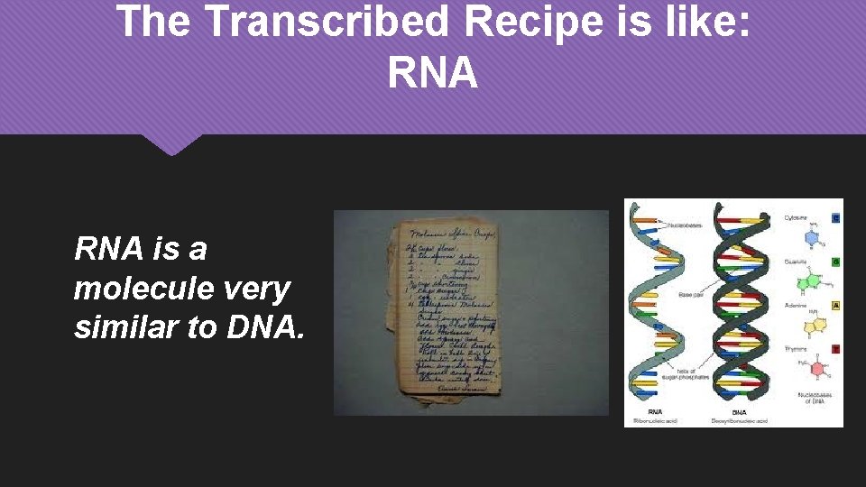 The Transcribed Recipe is like: RNA is a molecule very similar to DNA. 