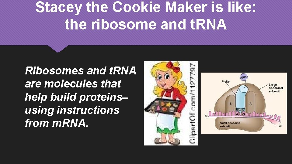 Stacey the Cookie Maker is like: the ribosome and t. RNA Ribosomes and t.