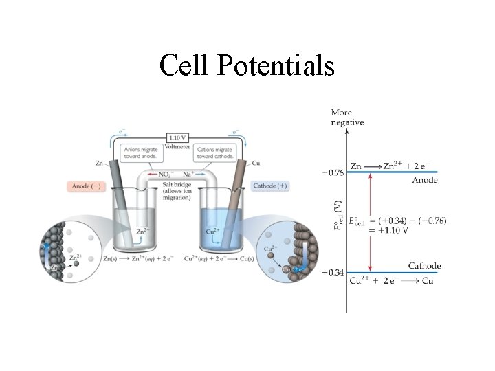 Cell Potentials 