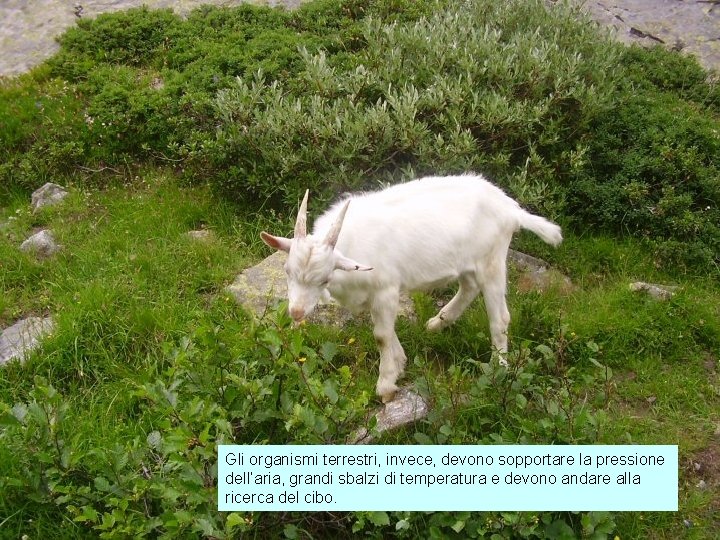 Gli organismi terrestri, invece, devono sopportare la pressione dell’aria, grandi sbalzi di temperatura e