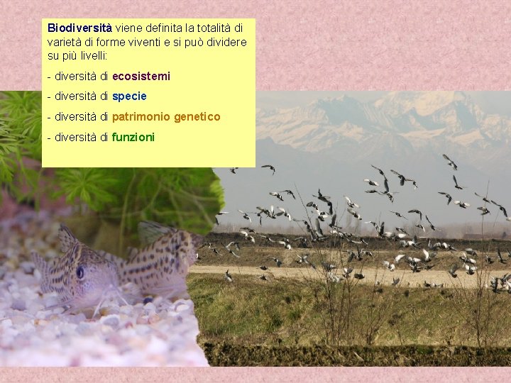 Biodiversità viene definita la totalità di varietà di forme viventi e si può dividere