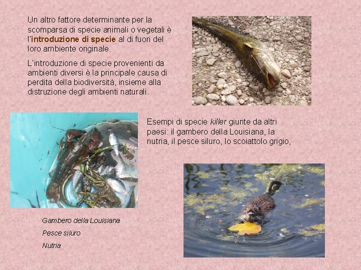 Un altro fattore determinante per la scomparsa di specie animali o vegetali è l’introduzione