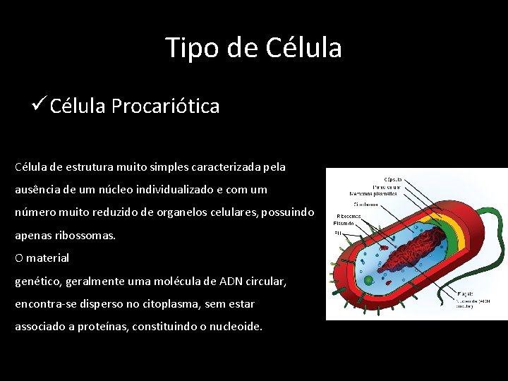 Tipo de Célula ü Célula Procariótica Célula de estrutura muito simples caracterizada pela ausência