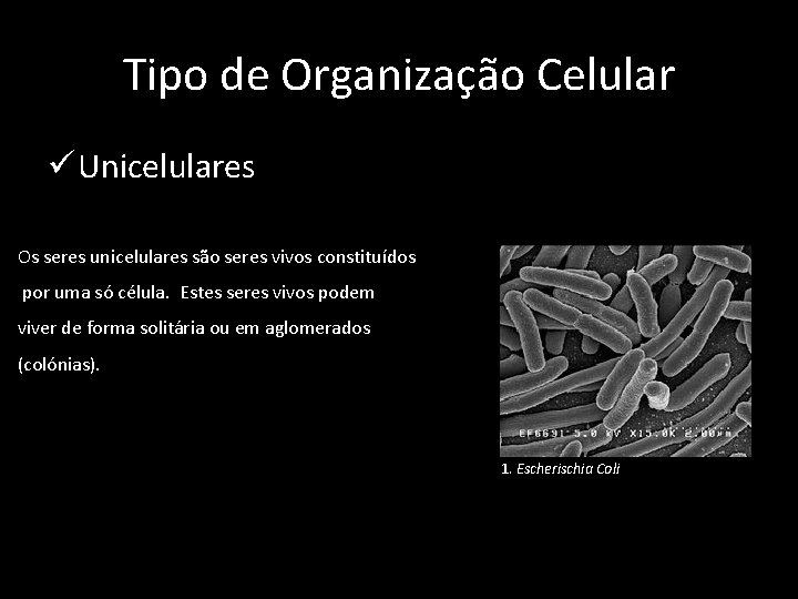 Tipo de Organização Celular ü Unicelulares Os seres unicelulares são seres vivos constituídos por