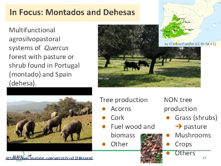 In Focus: Montados and Dehesas Multifunctional agrosilvopastoral systems of Quercus forest with pasture or