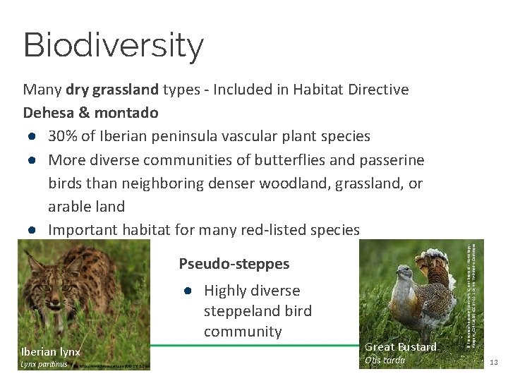 Biodiversity Pseudo-steppes ● Highly diverse steppeland bird community Iberian lynx Lynx pardinus Great Bustard