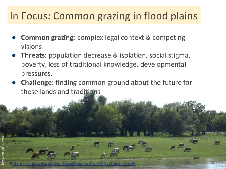 In Focus: Common grazing in flood plains ● Common grazing: complex legal context &