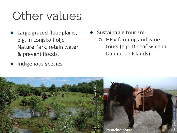 Other values ● Large grazed floodplains, e. g. in Lonjsko Polje Nature Park, retain