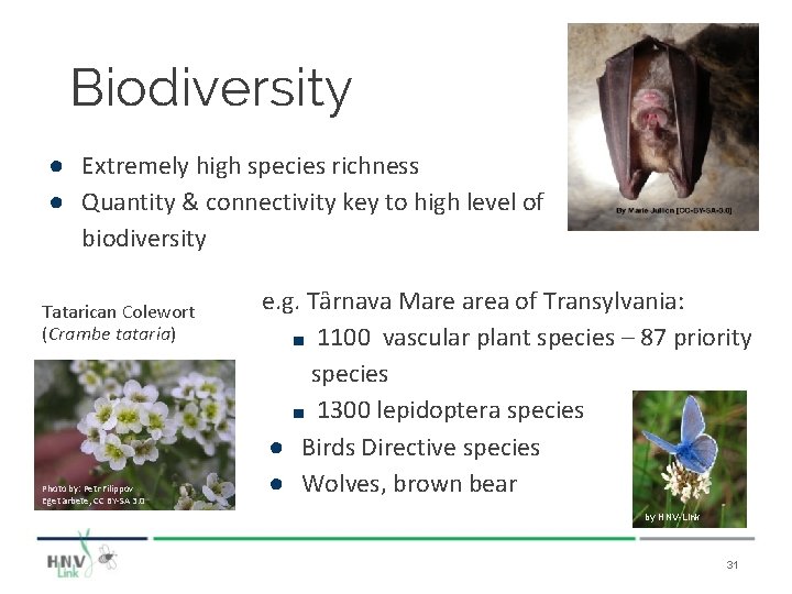 Biodiversity ● Extremely high species richness ● Quantity & connectivity key to high level