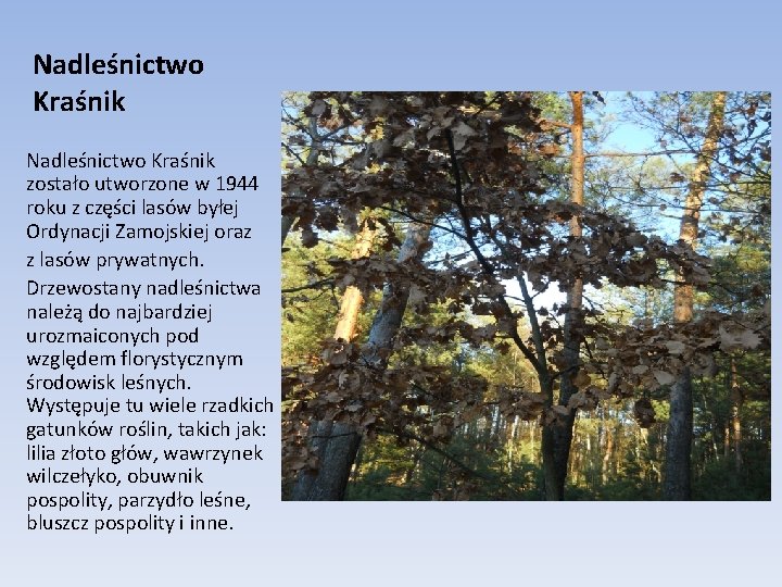 Nadleśnictwo Kraśnik zostało utworzone w 1944 roku z części lasów byłej Ordynacji Zamojskiej oraz