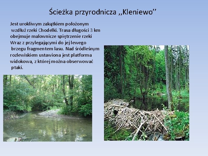 Ścieżka przyrodnicza , , Kleniewo’’ Jest urokliwym zakątkiem położonym wzdłuż rzeki Chodelki. Trasa długości