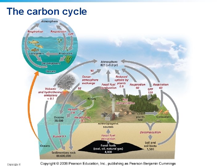 The carbon cycle Copyright © 2008 Pearson Education, Inc. , publishing as Pearson Benjamin