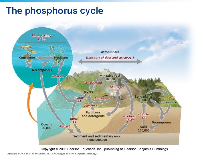 The phosphorus cycle Copyright © 2008 Pearson Education, Inc. , publishing as Pearson Benjamin