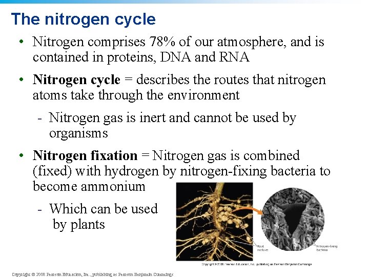 The nitrogen cycle • Nitrogen comprises 78% of our atmosphere, and is contained in