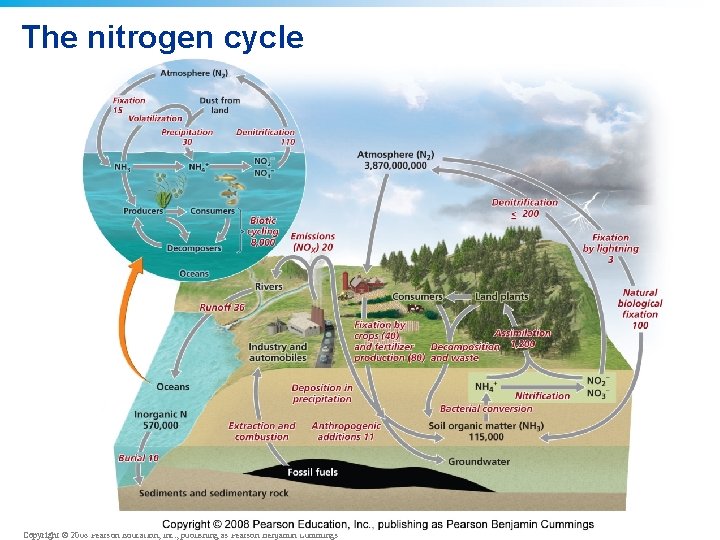 The nitrogen cycle Copyright © 2008 Pearson Education, Inc. , publishing as Pearson Benjamin