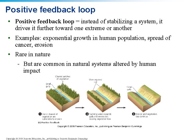 Positive feedback loop • Positive feedback loop = instead of stabilizing a system, it