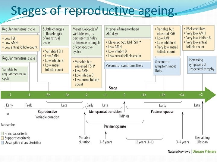 Stages of reproductive ageing. 
