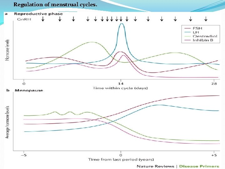 Regulation of menstrual cycles. 
